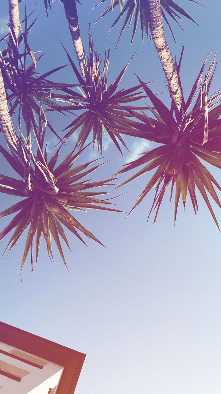 palm