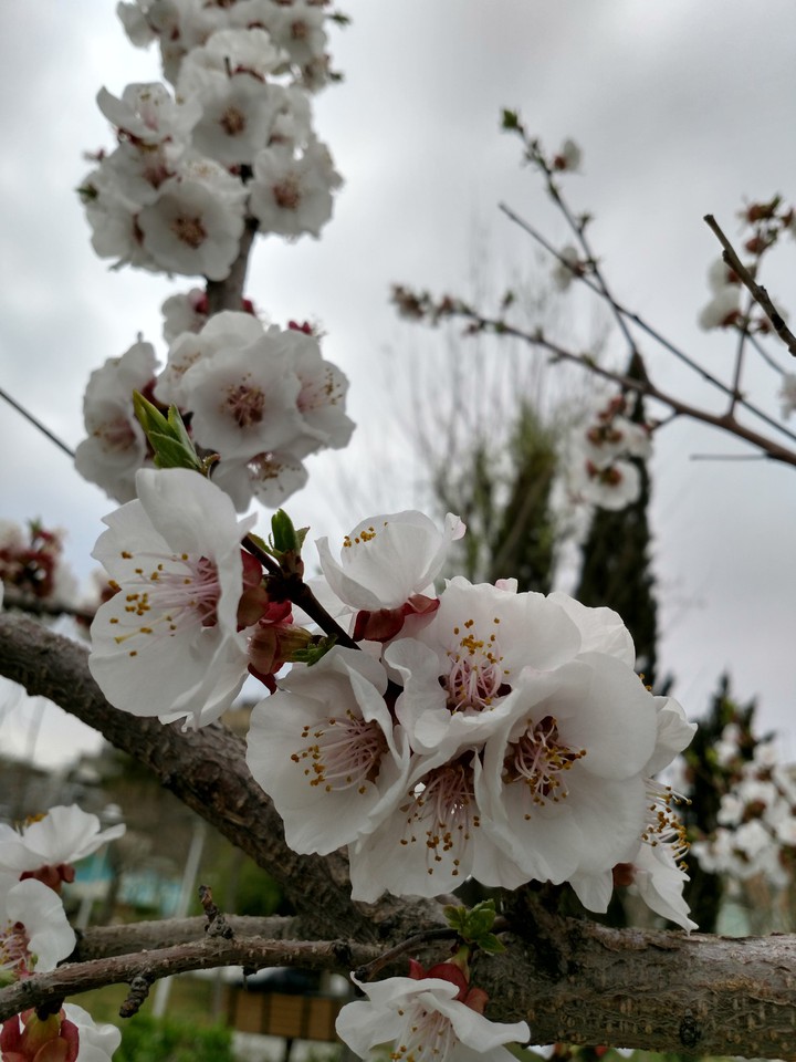 spring