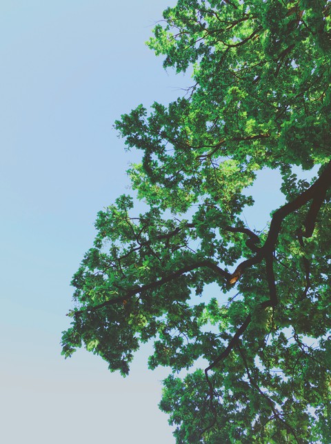 tree sky