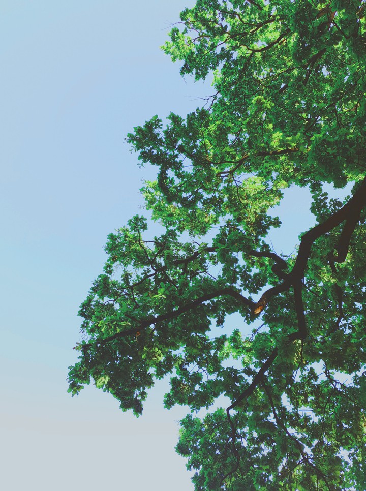 tree sky