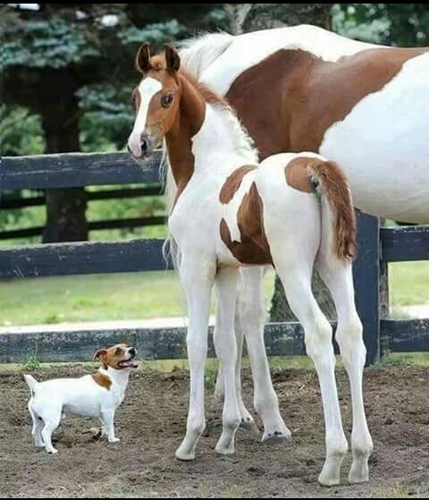 Brothers from one another world