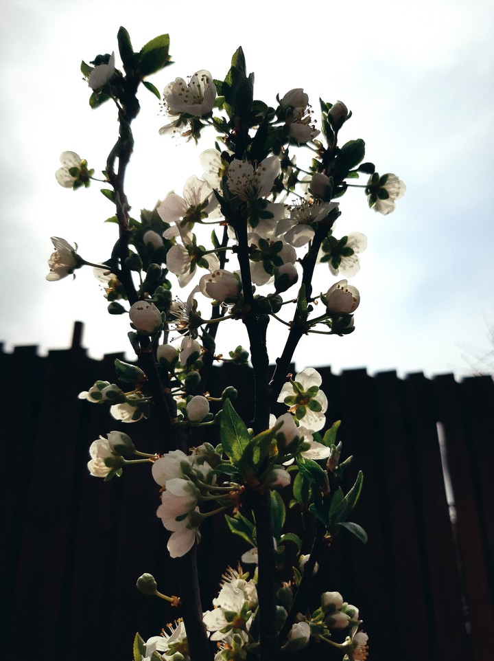 blossom