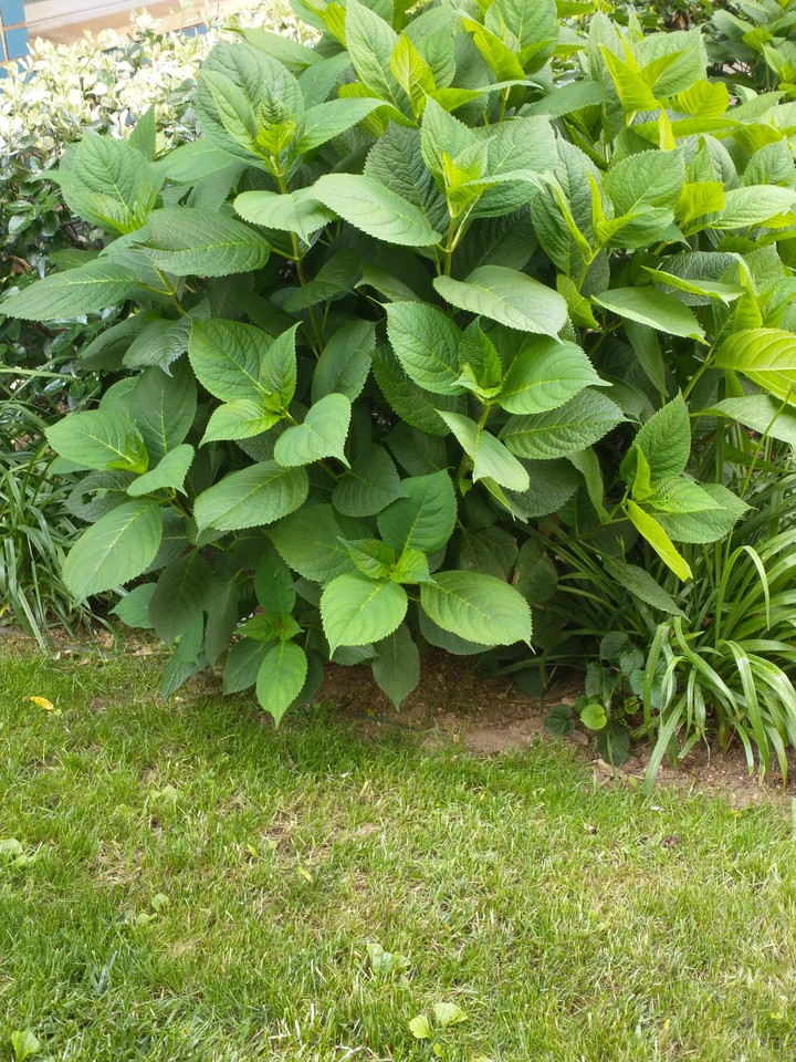 Shrubs