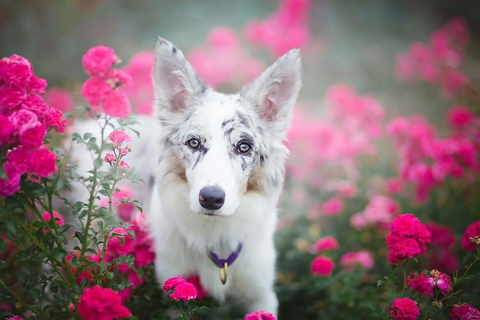 animais