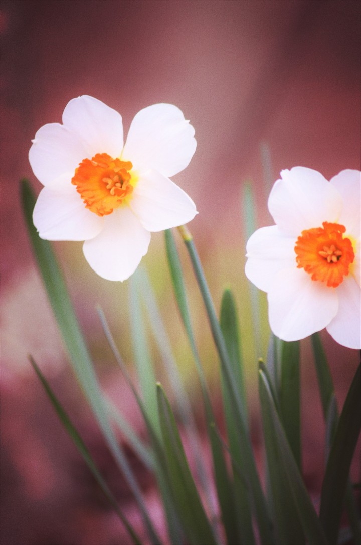 daffodils