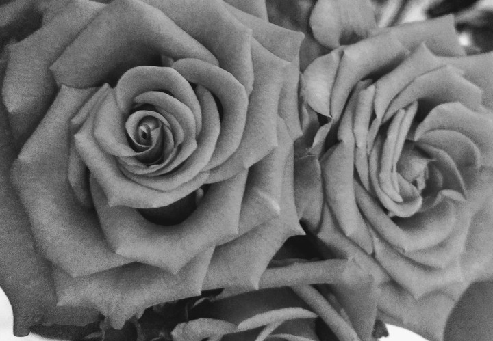 Black and White roses