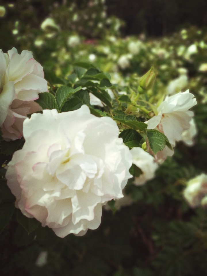 White rose