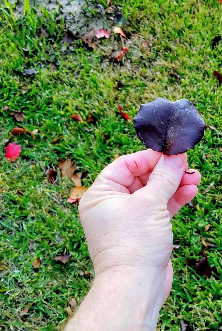 leafhold