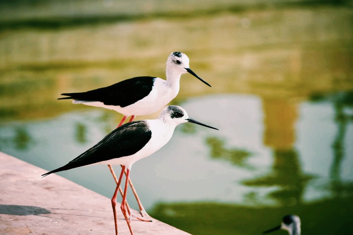 birds