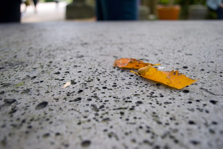 Fallen leaves
