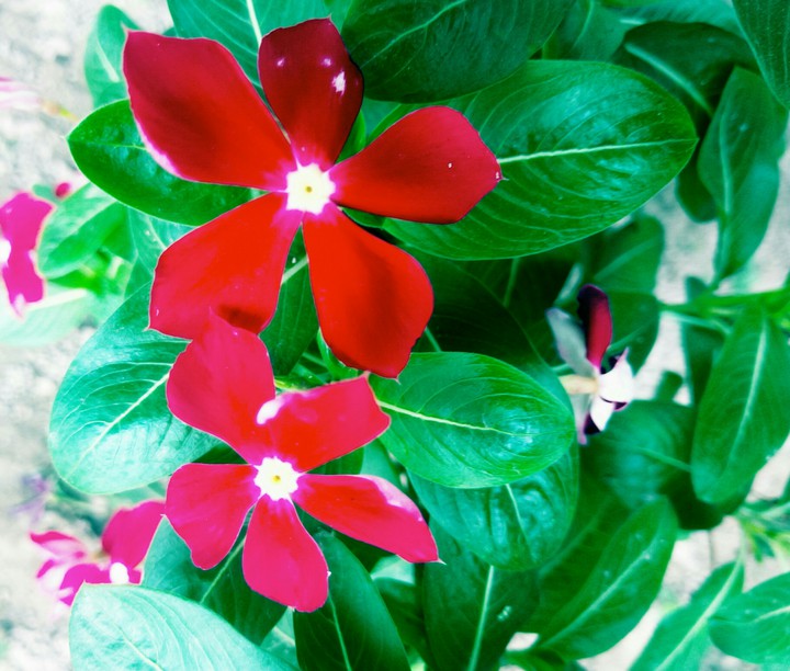 Sadabahar