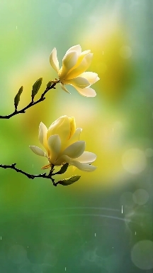 Dancing flowers in breeze