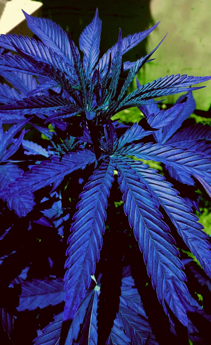 Indigrow