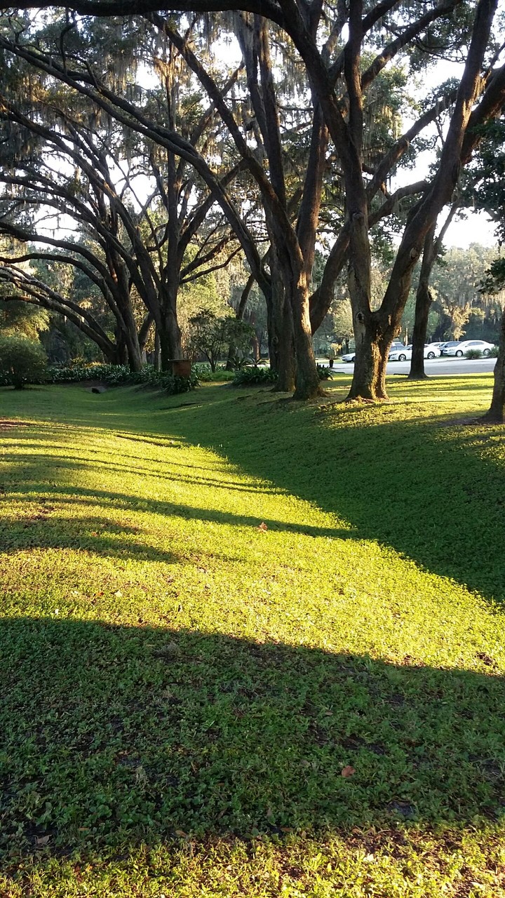 Trees