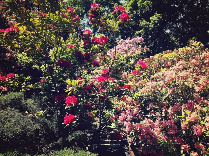 flowers
