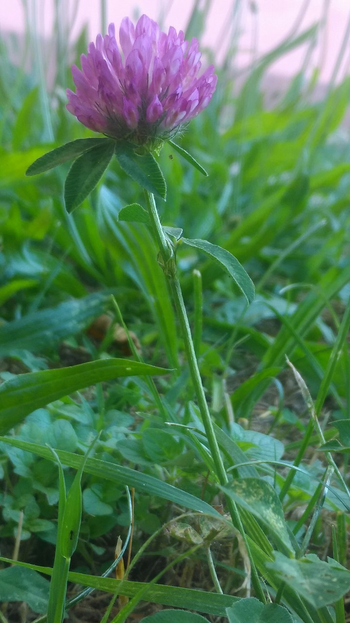 Flower in the garden
