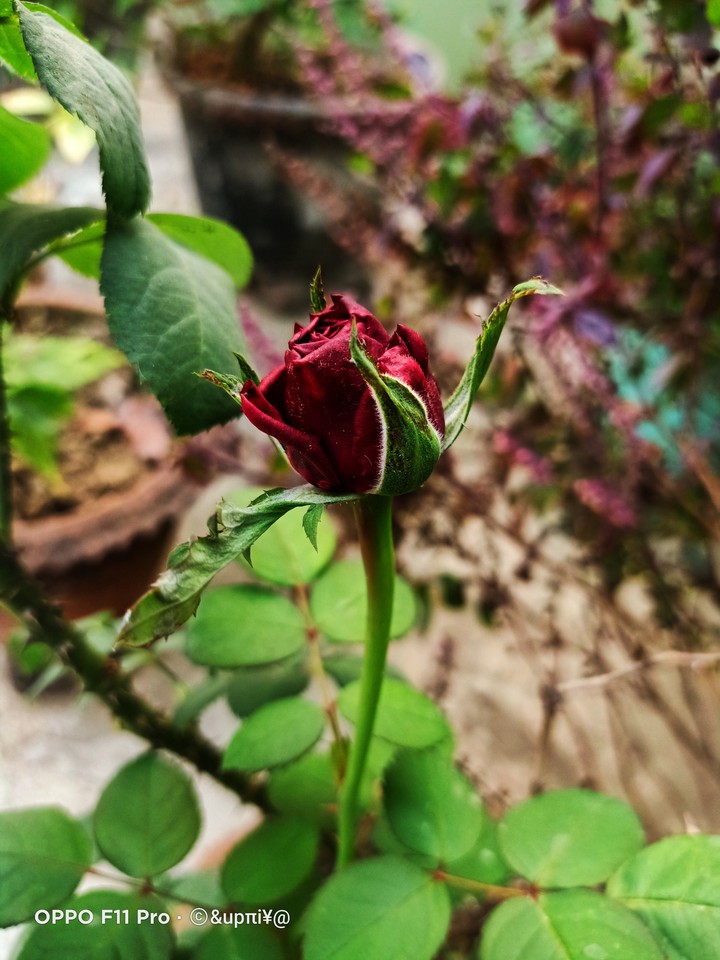 ? rose