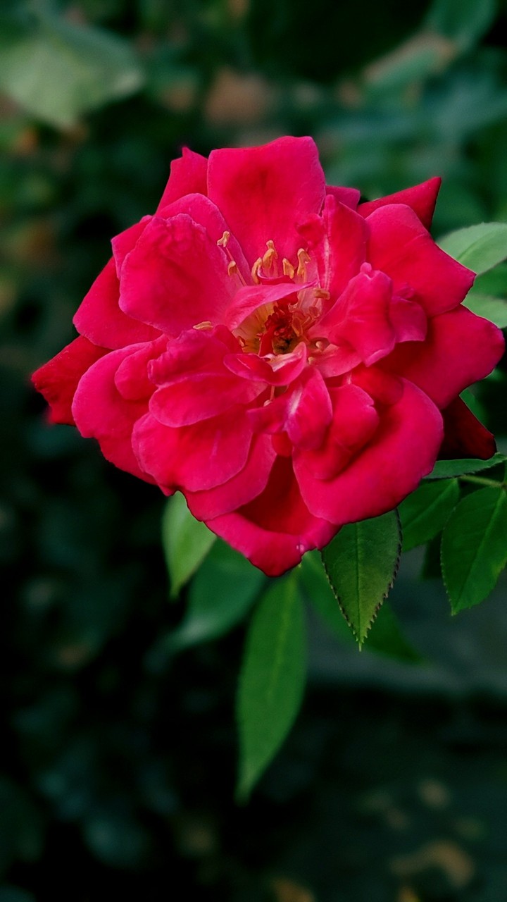 Red rose