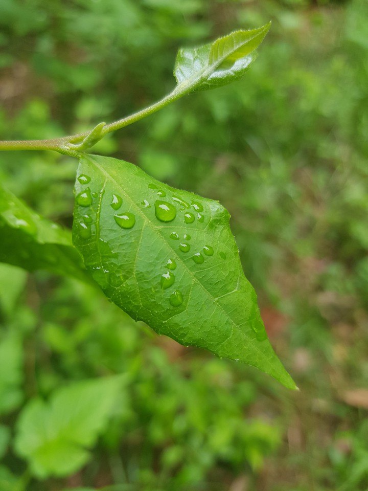 Dewy leaves