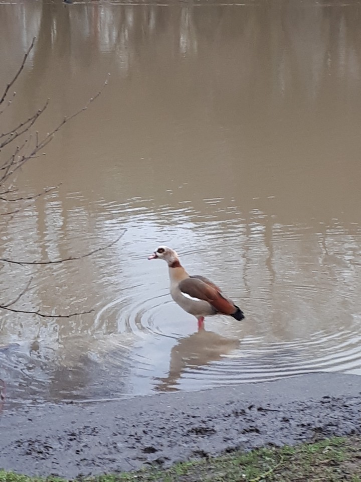 wild goose