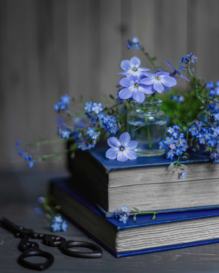 Stilllife