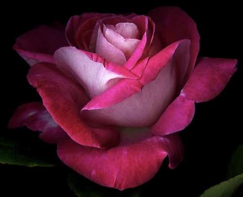 Pink rose