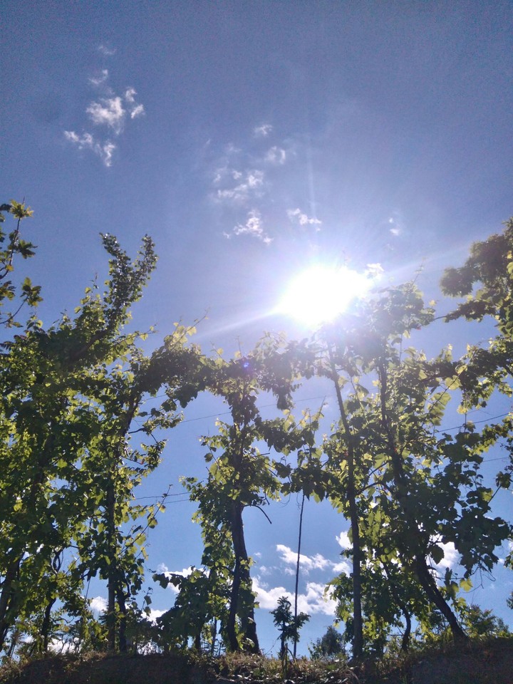 sunlight
