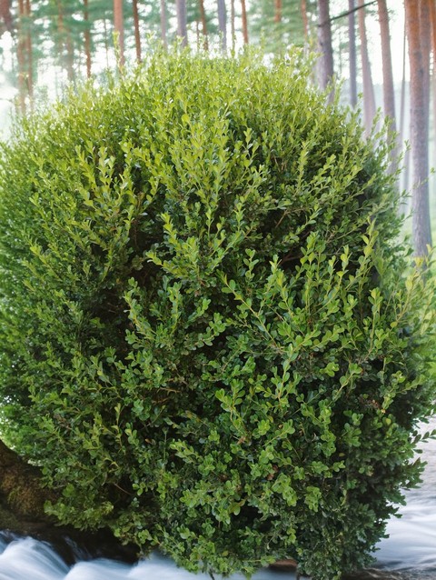 Bush in the snow