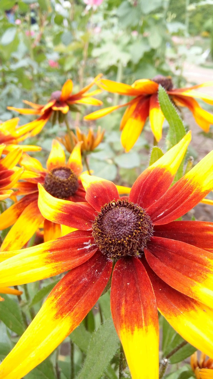 #Flower #Mughal Park #Kashmir