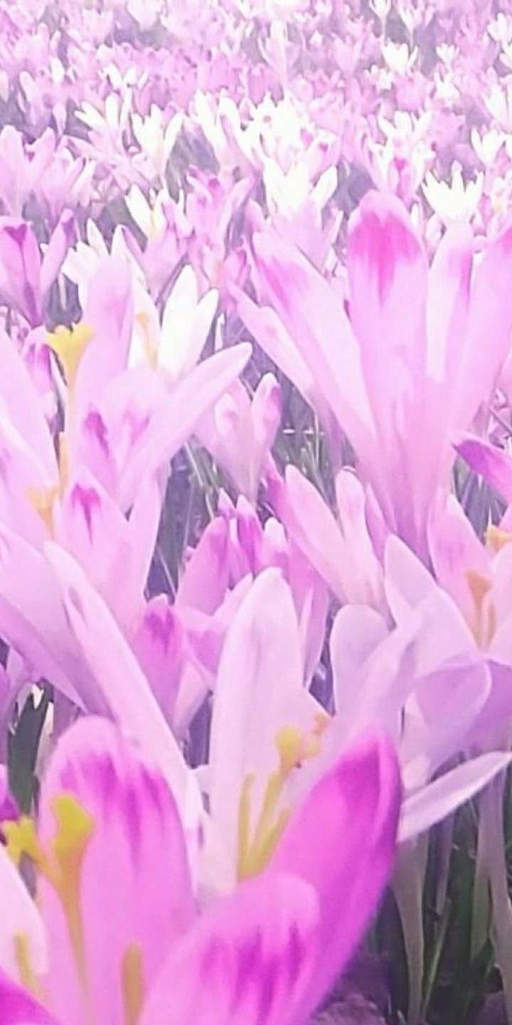 BEAUTY of COLORFUL MYSTERY
