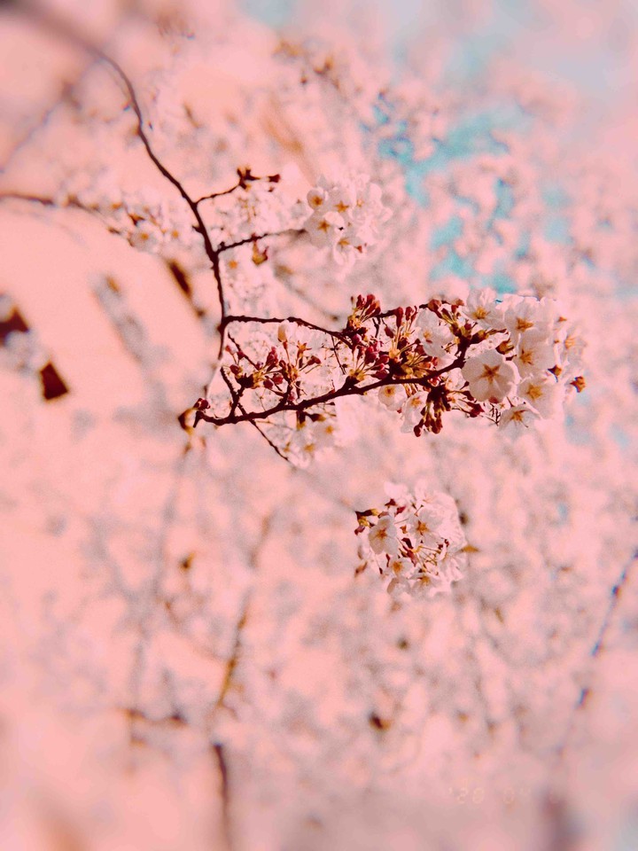 cherry blossom