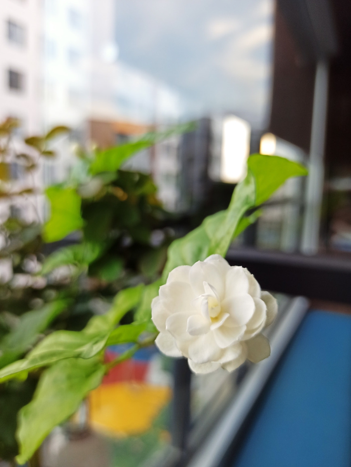 jasmine flower