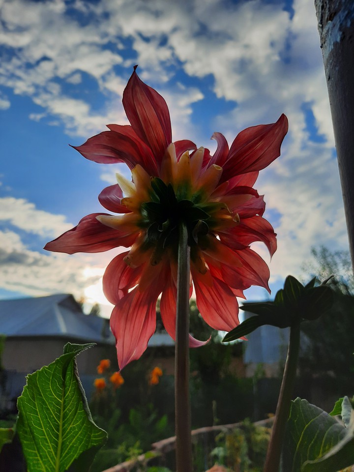 dahlias