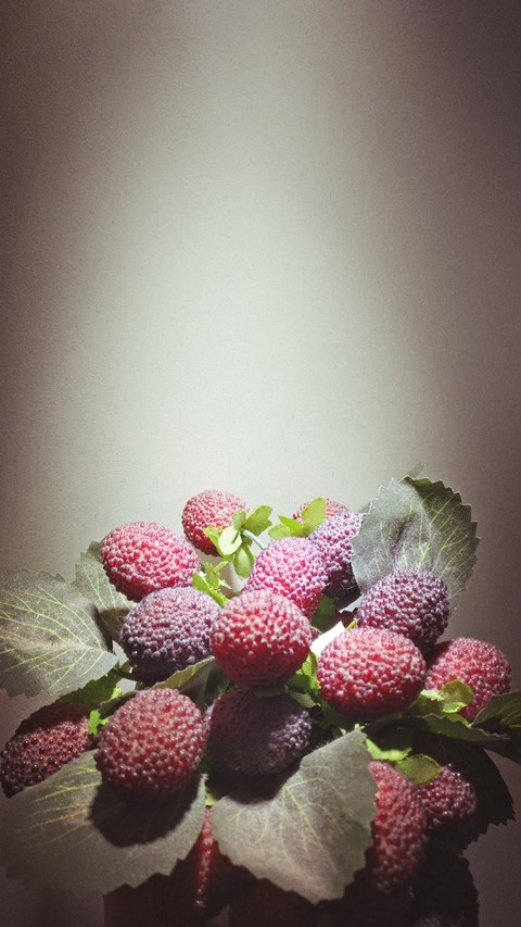 Cherry