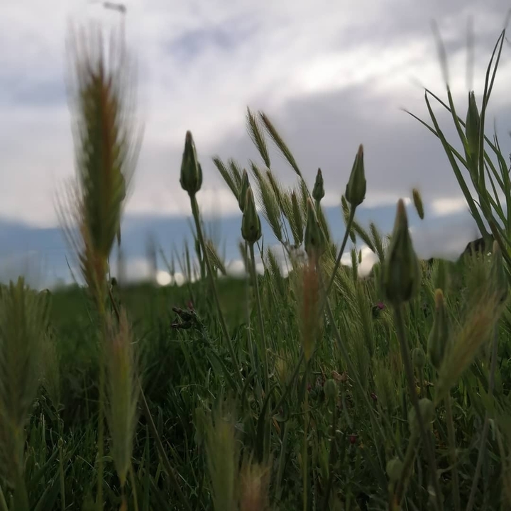 kermanshah