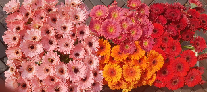 Flowers