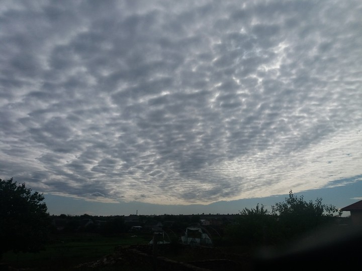 tuja