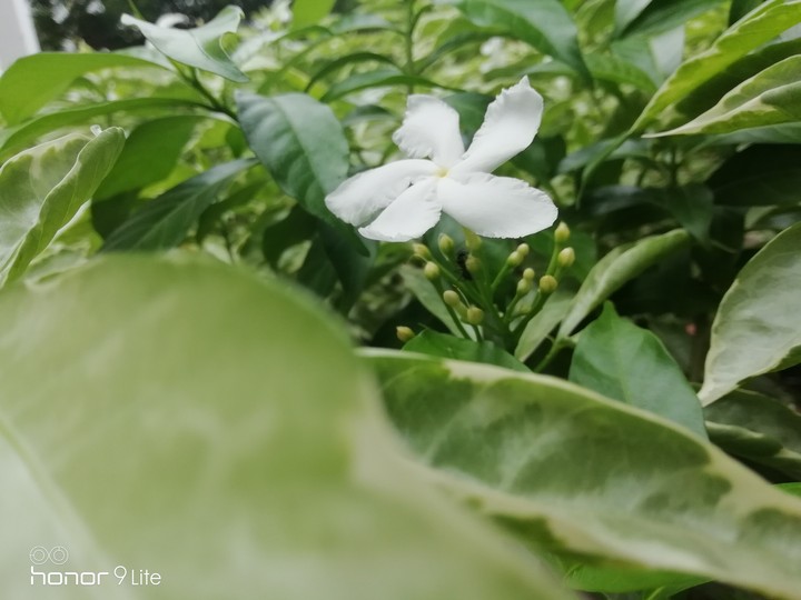 flower