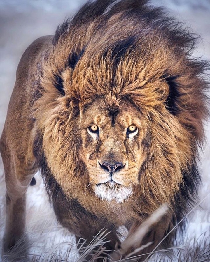 leon
