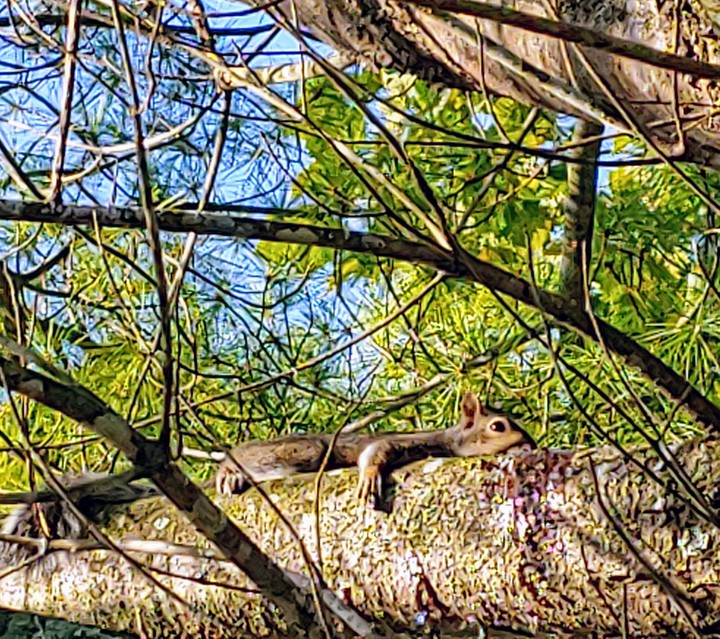 I've got a tree hugger LOVE IT