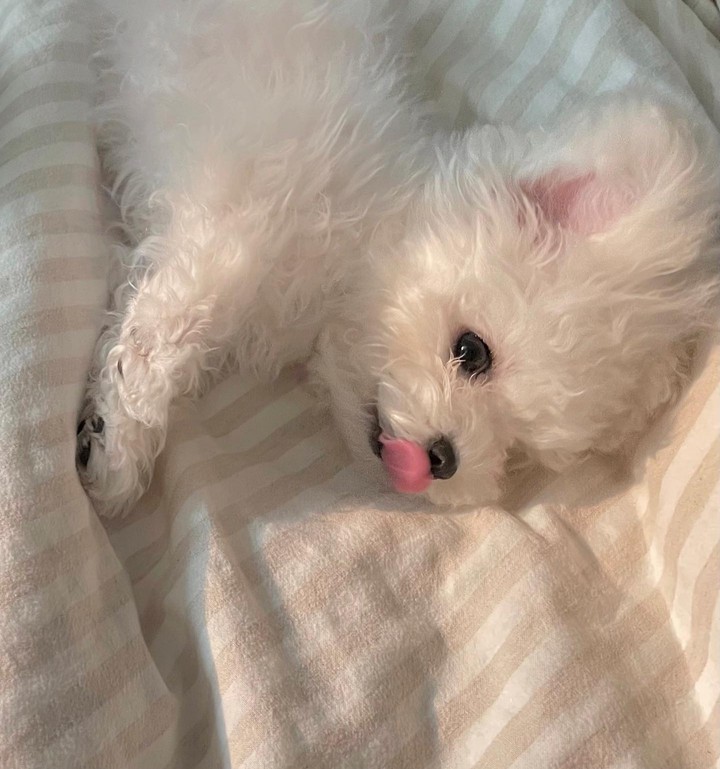 Cute puppy ;*