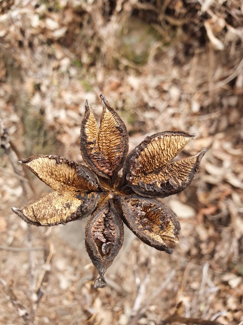 sfondi event, flower