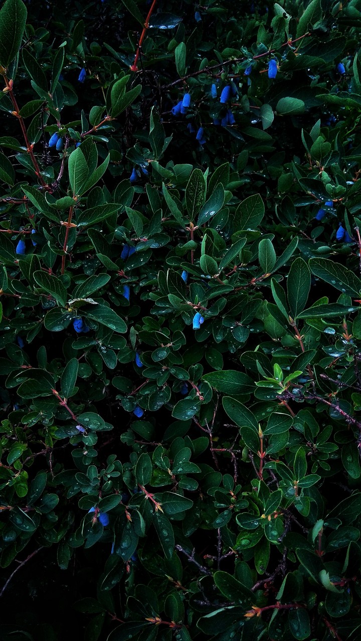 Berries Honeysuckle