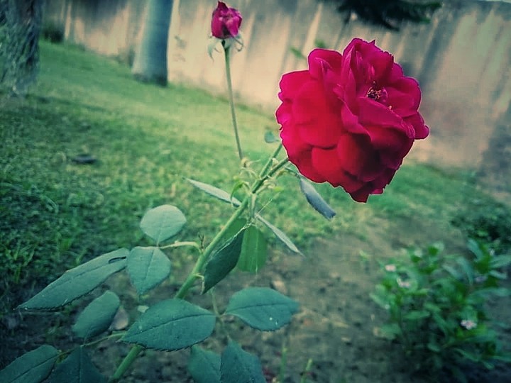 Rose