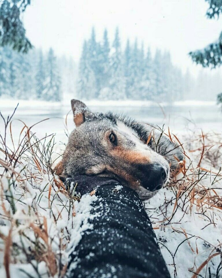 a dog in snow