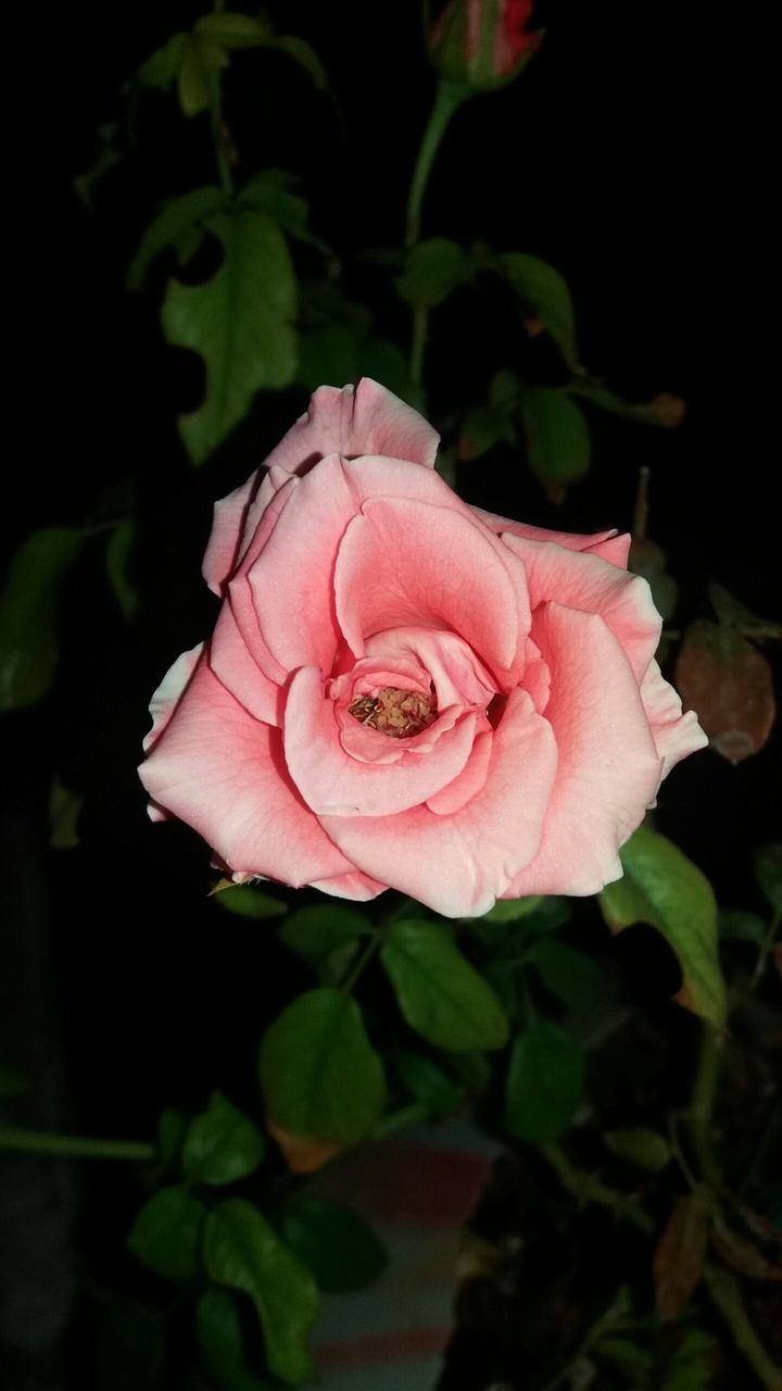 Pink rose