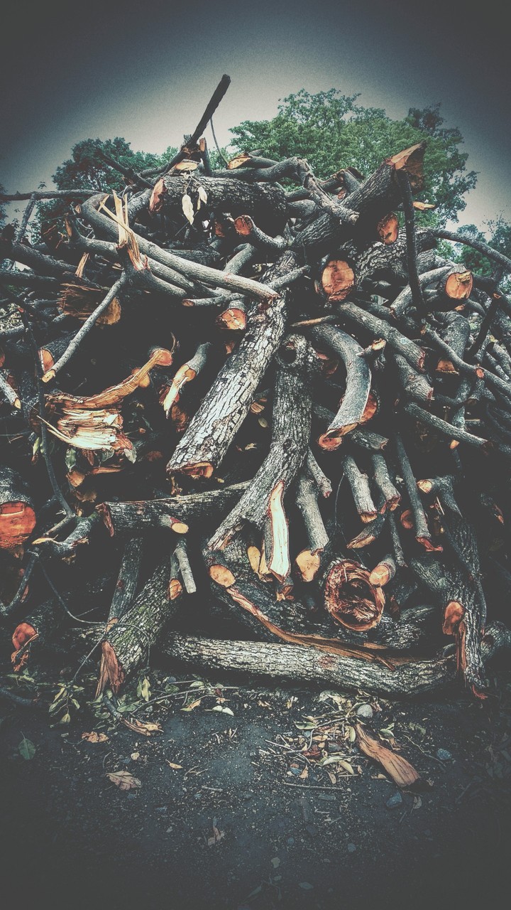 woods