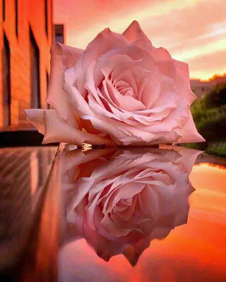 rose