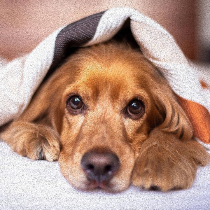 Пес