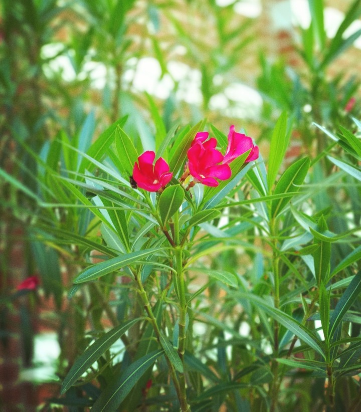 flower